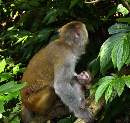 猴子母子图片