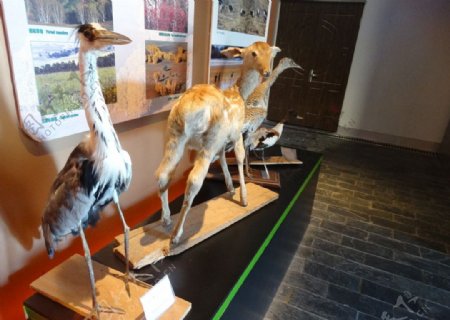 天鹅鹿等动物标本图片