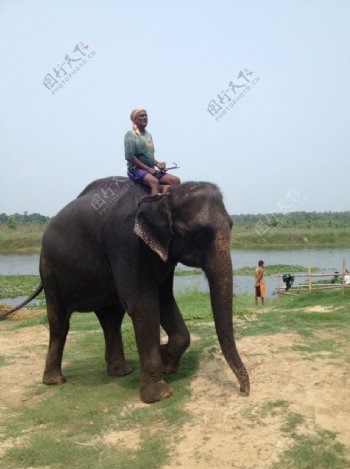 尼泊尔奇旺大象图片