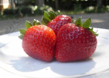 三个草莓图片