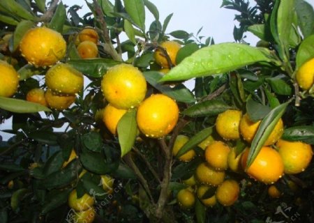 温州蜜柑柑桔图片