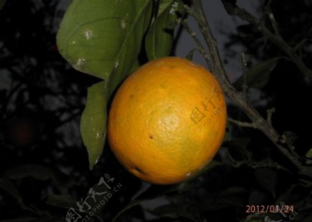 农家柑橘图片