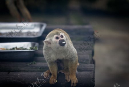 动物园里的猴子图片