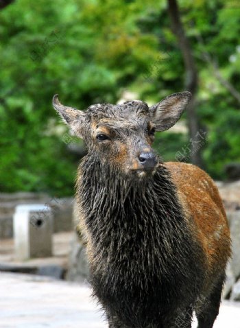 奈良的鹿图片