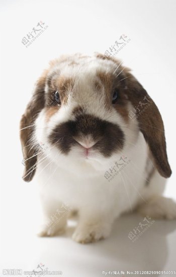 兔子小灰兔图片