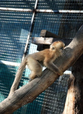 北京动物园的猴子图片