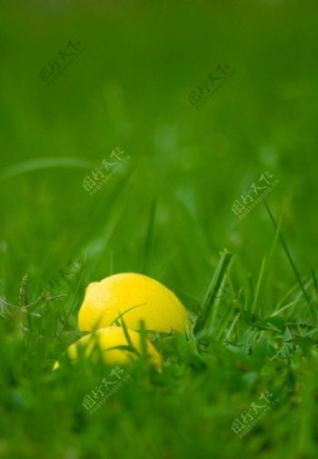 草地上的柠檬图片