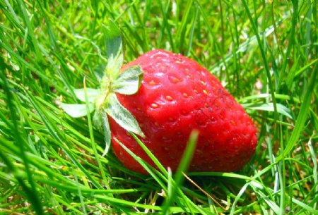 草地里的草莓图片