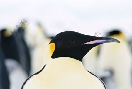 企鹅南极图片