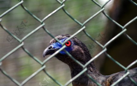 厄瓜多尔红眼鸡图片