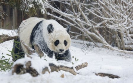 雪地大熊猫图片