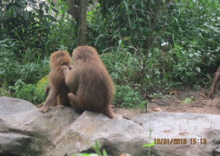 猴夫妻图片