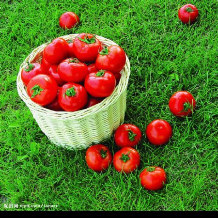 草地上的一筐番茄图片