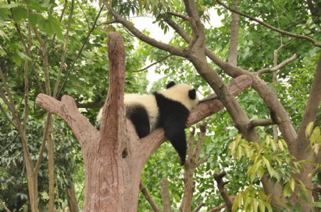 熊猫图片