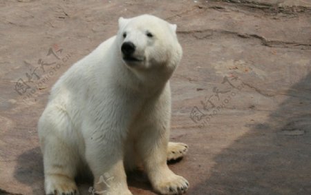 白色北极熊坐着图片