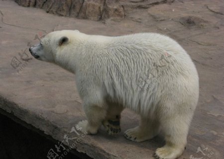 白色北极熊侧面图片