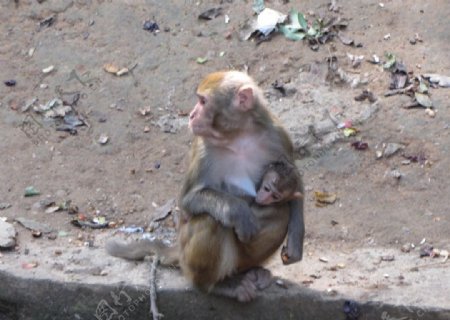 猴子哺乳图片