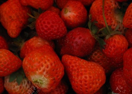 草莓2图片