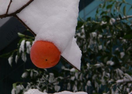 雪中柿子图片