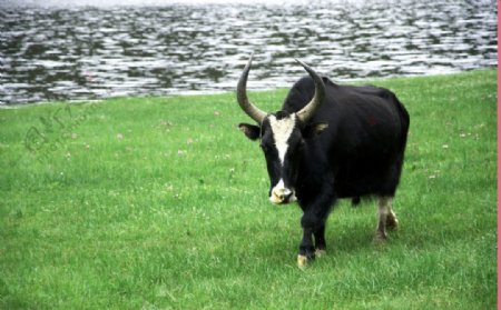 香格里拉草原牦牛图片