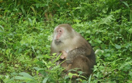 四川峨眉山的猴子图片