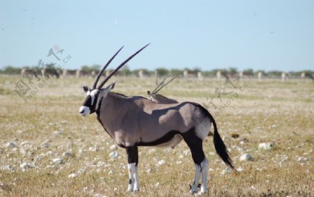 南非剑羚图片