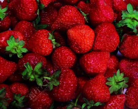 鲜红的草莓图片