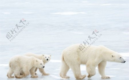 北极熊熊大白熊雪地小熊图片