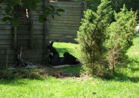 瑞典动物园的猩猩图片