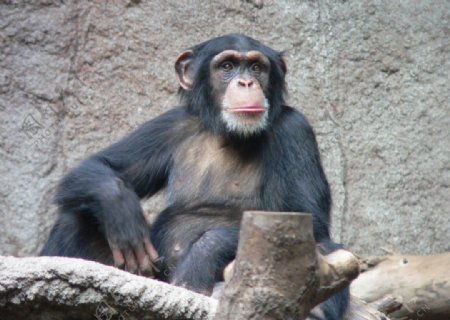 发呆的黑猩猩图片