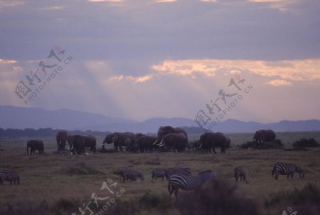 大象大象群动物世界夕阳图片