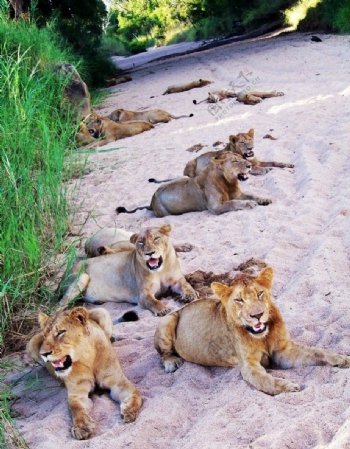 狮群图片