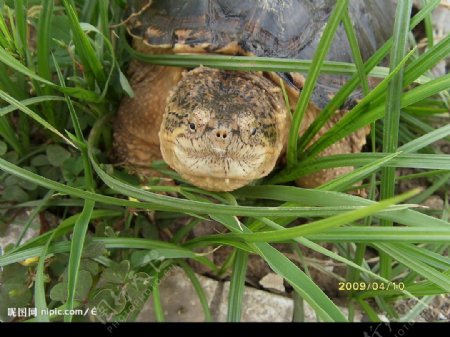小鳄龟草丛爬行动物图片