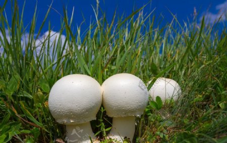 白色蘑菇图片