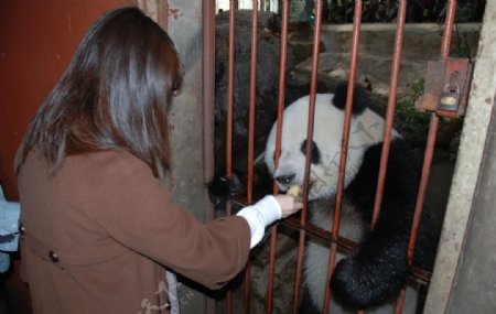 喂大熊猫图片