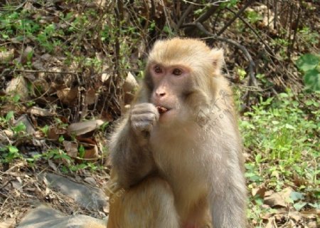 云台山野生猕猴图片
