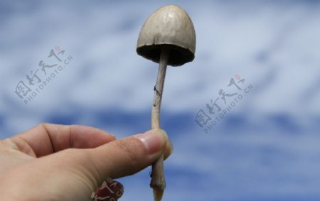 手中蘑菇图片