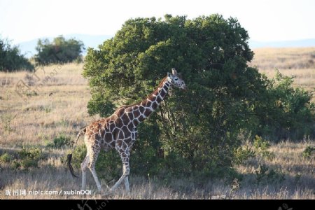 非洲草原和长颈鹿图片