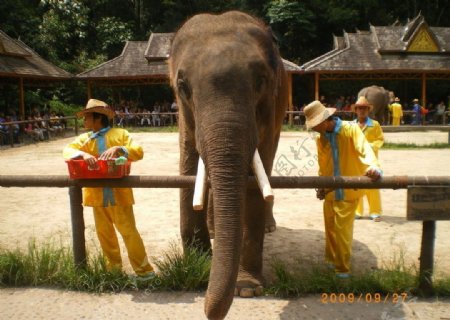 大象寻食图片