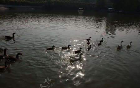 游水的鸭群图片