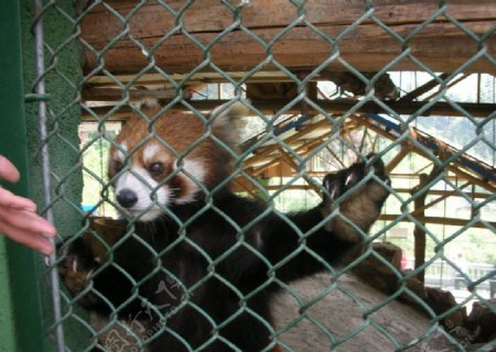 中南百草原大熊猫图片