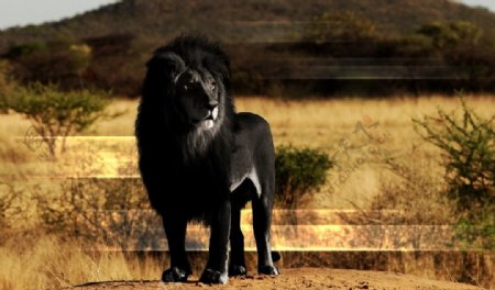 黑色狮子图片