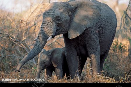大象与小象图片