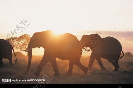 朝阳下的大象图片