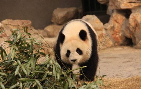 走向竹子的熊猫图片
