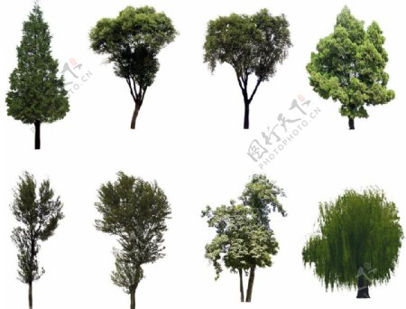 八种常用灌木图片