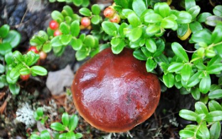 红豆和山菇图片