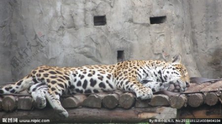 熟睡中的豹图片