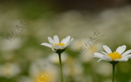 白晶菊图片