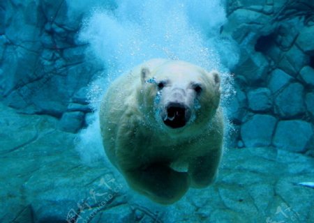 畅游中的北极熊图片